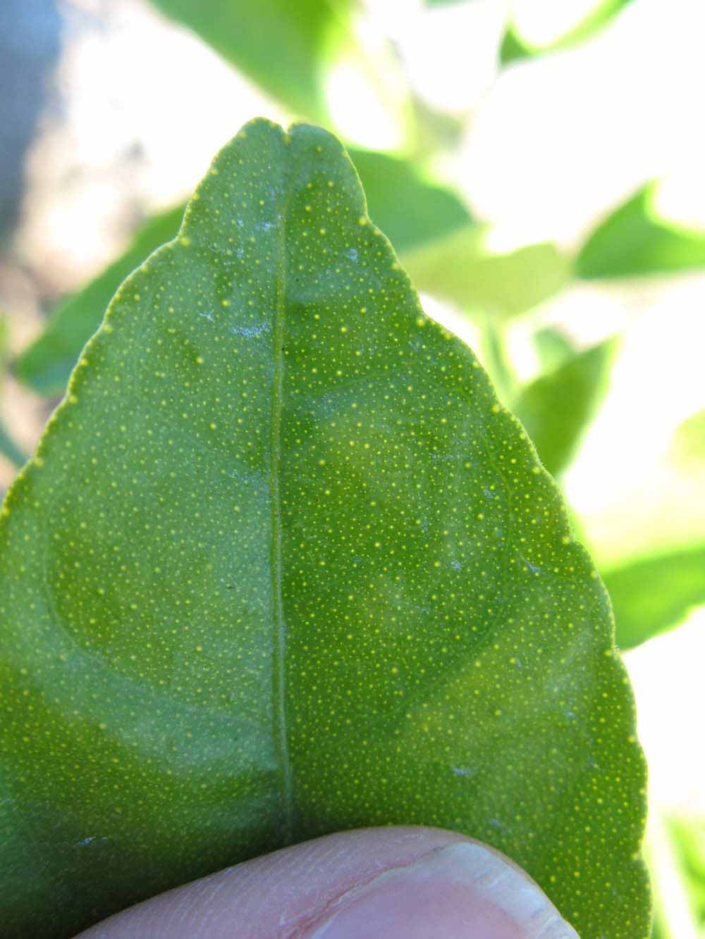              Margin (Winter Haven, FL)       